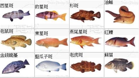 魚的種類 四仙桌